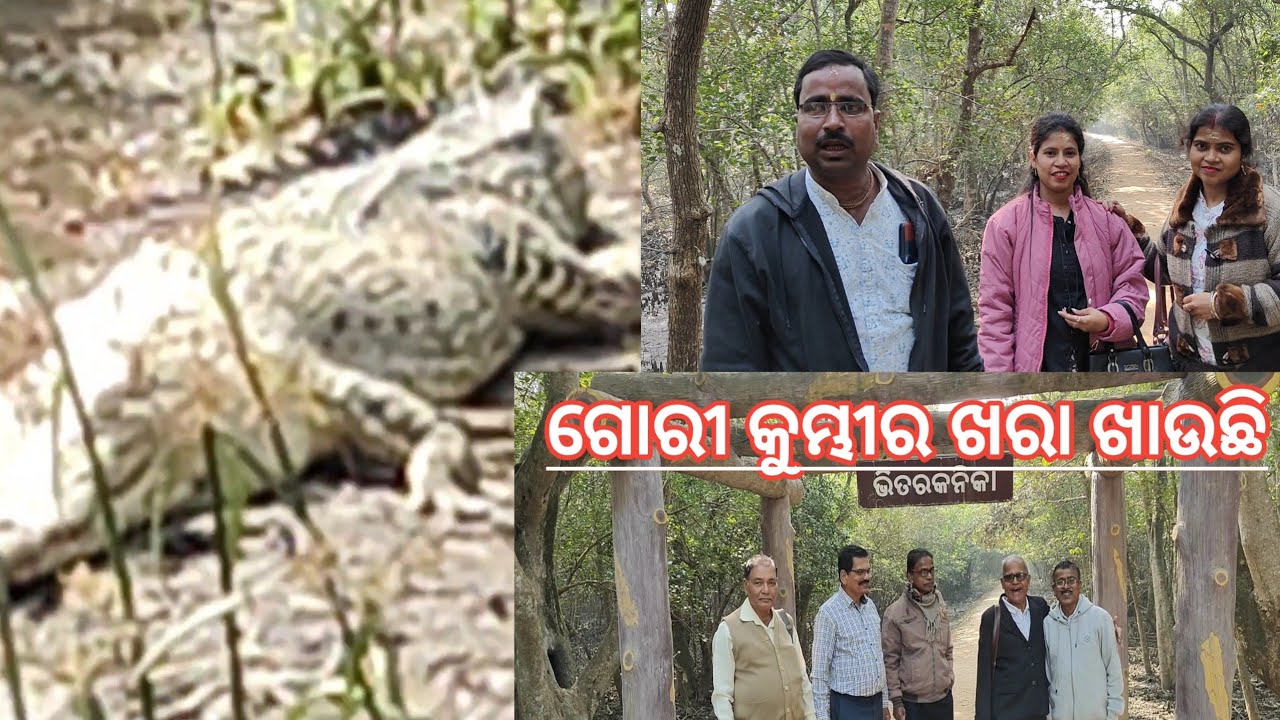 ଗୋରୀ କୁମ୍ଭୀର ଆରାମରେ ଶୋଇ ଖରା ଖାଉଛି ! Gori Crocodile.