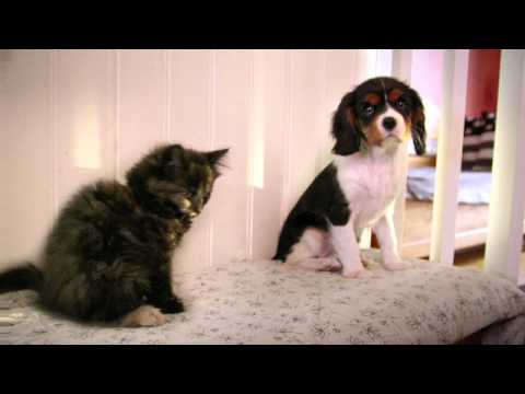 Agria Djurförsäkring: Reklamfilm kattunge och valp 2013