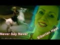 Siberian Heat - Never Say Never (MAXI VERSION)