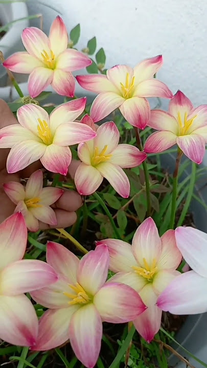 #TOUCH LOVE# what's app no: 81229 85449