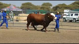 Tholo Simmentalers - Five Time Serowe Gold Cup Winners