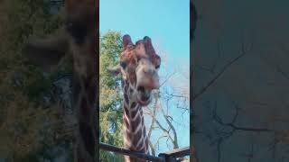 Blippi's Giraffe Feeding Adventure At The Zoo! 🦒🍃 #Shorts #Blippi