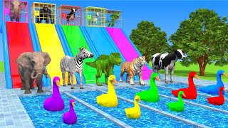 Zebra,Cow,Gorilla,Dinosaur,Elephant Riding on back 5 Giant Duck and rescue from the iron cage