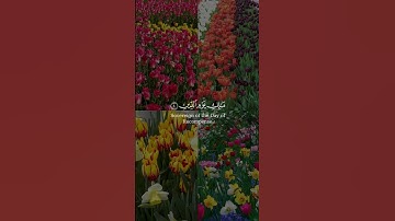 سورة الفاتحة بصوت الشيخ #عبدالعزيز_الزهراني#سورة_الفاتحة