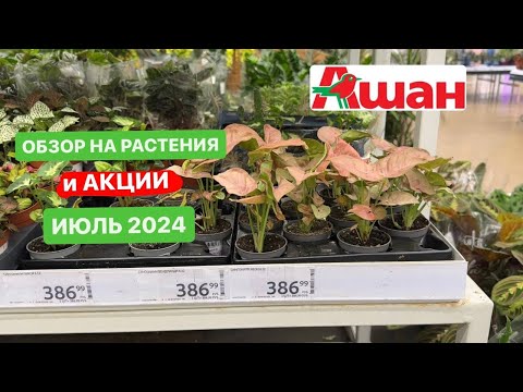 Ашан 2024 июль.
