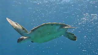 Roatan - Turtle fly-by