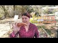 Planting sweet potatoes