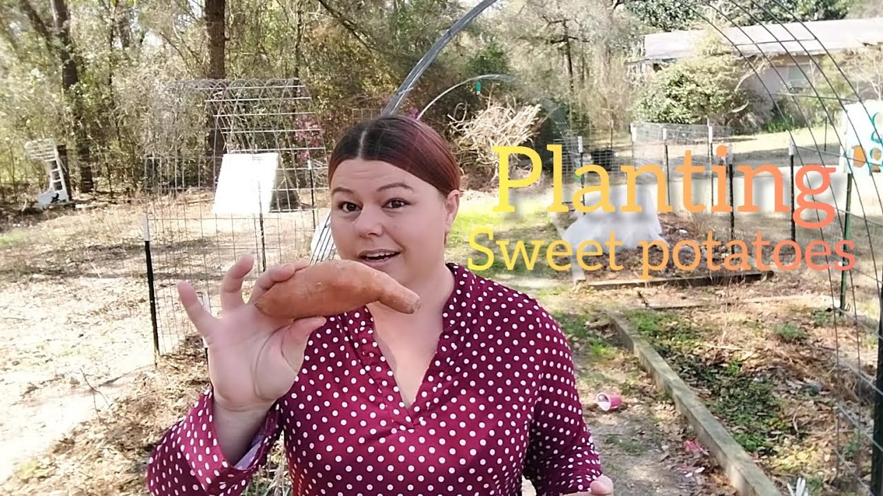 Planting sweet potatoes YouTube
