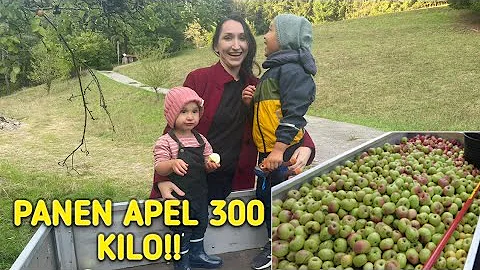 PANEN APEL SEBANYAK INI UNTUK JUS !