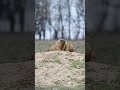 Marmots tenderness