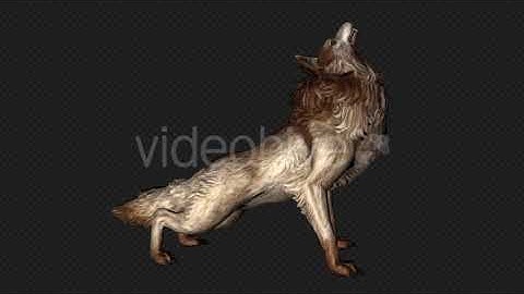 Wolf Howl Pack 2 In 1 | Motion Graphics - Envato elements