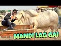 Finally cow mandi lag gai  bakra eid vlog  mishkat khan  the fun fin