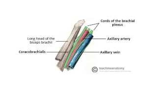 2 Minute Tutorial - Anatomy of the Axilla screenshot 3