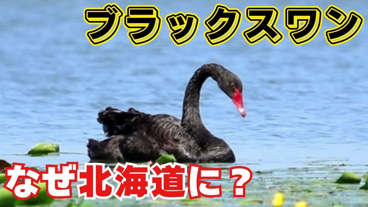 なぜ？全身真っ黒でくちばしが赤い“ブラックスワン”現れる！写真歴17年