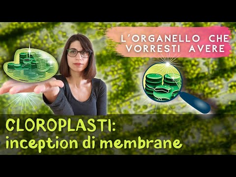 Cloroplasti: una membrana dentro una membrana dentro un&rsquo;altra membrana