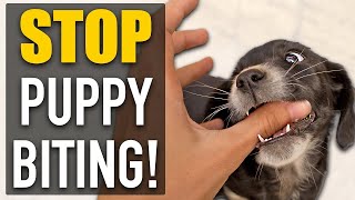 STOP Puppy Biting With A DIFFERENT Approach!!