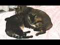 HOME(demo)- MASAYO KASENO