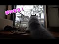 【ペルシャ猫】獲物を発見してコーフンするニコ氏!