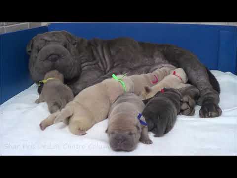 Video: Se Realizarán Nuevas Pruebas Para Una Enfermedad Grave Que Afecta A Shar-Peis