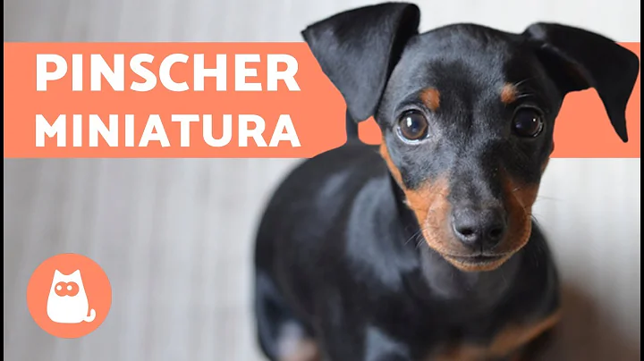 Miniature Pinscher - Characteristics, care and training