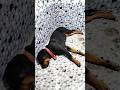 Dog 🐕🐶 Neu Room #rottweiler #Luna#hindi #viralshorts #video