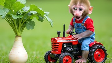 Monkey Nana driving a tractor and the battle with a fireball falling from the sky - NANA MONKEY LIFE