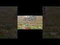البدو لا حط عليهم حطيط رحبو وهلو وعن الكرم عمرهم ما تخلوو
