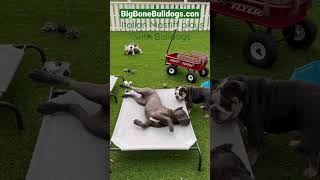Cane Corso plays with the bulldogs #englishbulldogpuppy #dogs #shortsdog