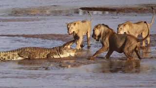 Fight lion vs crocodile лев против крокодила.