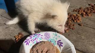 Rare Albino Raccoon Visits Woman for Dinner by Jukin Media 2,632 views 2 years ago 1 minute, 49 seconds