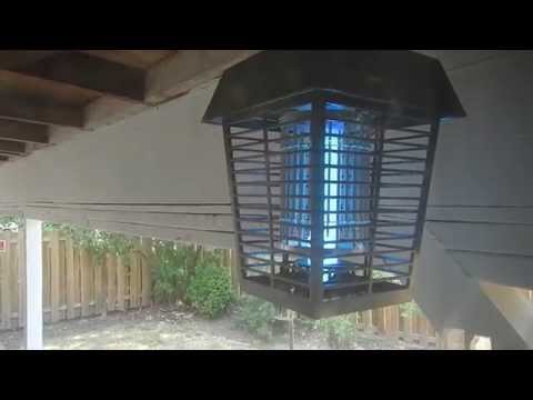 Wasps vs. Electric Bug Zapper near Dayton. Oregon