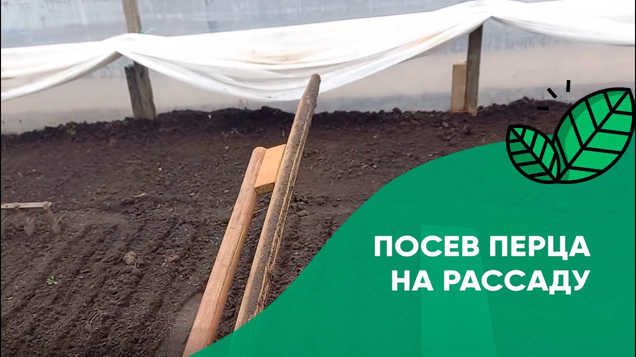 Как сеять рассаду перца в домашних условиях в теплице. Посев перца на рассаду - посеять семена перца