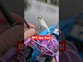 BFS Spy Bait Fishing for Winter Crappies - Jenko Shinobi Spy #fishing #baitfinesse