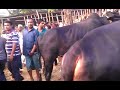 Cow Market in Bangladesh