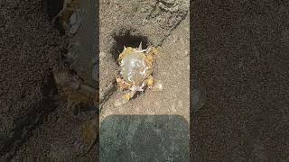 kepiting kerdil masuk lubang #kepiting #shorts