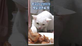 쭈구리 고양이가 제일 귀여울때