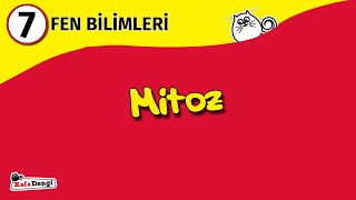 7. Sınıf Fen Bilimleri Ders - Mitoz