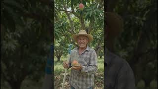 🥭 Pick Mangoes Without Climbing Trees! 🤯