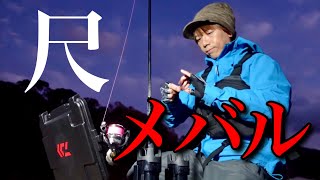 今期初の尺メバルハント！