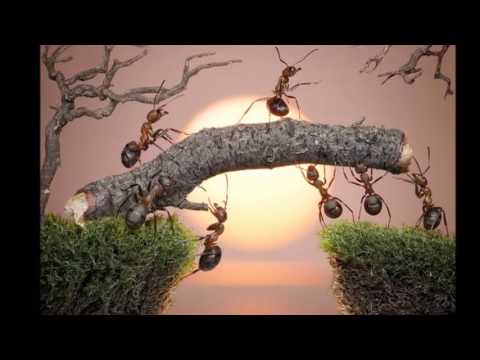 ვიდეო გაკვეთილი ჭიანჭველები ნატო სამანიშვილი