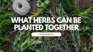What Herbs Can Be Planted Together
