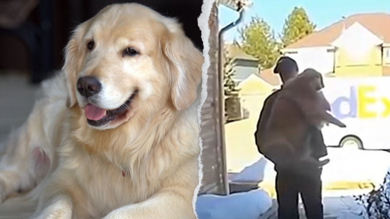 FedEx Driver Saves Dog After Door Blows Open—The Camera Caught It All