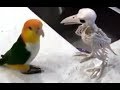 Смешные попугаи #1 | funny parrots