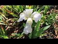 Garden Rulez - Wordless Wednesday - Iris in Early Bloom