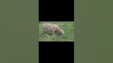 #wrinkle #sheep #trendingshorts  video viral video