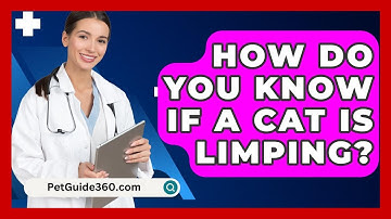 How Do You Know If A Cat Is Limping? - PetGuide360.com