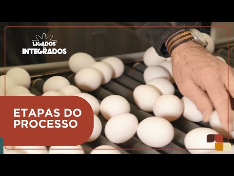 Como fazer a coleta de ovos no galpão até a saída da porteira? | Ligados&Integrados - 23/01/2024