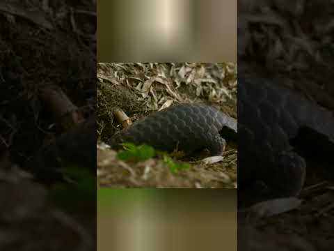 панголин #животные #документальныйфильм #animals #beyond #facts #moment #шортс