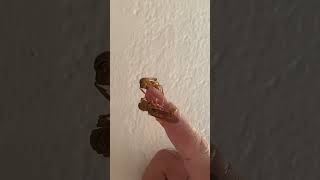 What Do Adult Paper Wasps Eat?