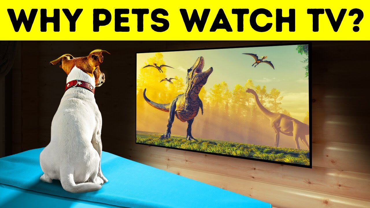 Does Your Dog Really Watch TV?